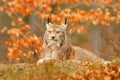 Lynx in orange autumn forest. Wildlife scene from nature. Cute fur Eurasian lynx, animal in habitat. Wild cat from Germany. Wild