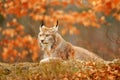 Lynx in orange autumn forest. Wildlife scene from nature. Cute fur Eurasian lynx, animal in habitat. Wild cat from Germany. Wild B Royalty Free Stock Photo