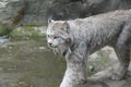 Lynx Royalty Free Stock Photo