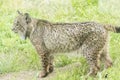 Lynx pardinus, Iberian lynx