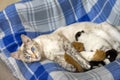 Lynx Point Siamese cat laying in checkered bed with newborn kittens nursing Royalty Free Stock Photo