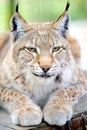 Lynx portrait