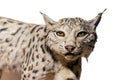 Lynx portrait Royalty Free Stock Photo