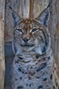 Lynx portrait Royalty Free Stock Photo