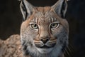 Lynx portrait on dark background. AI Generative Royalty Free Stock Photo