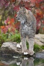 Lynx portrait in fall time Royalty Free Stock Photo