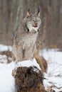 Lynx portrait on log Royalty Free Stock Photo