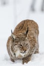 Lynx portrait