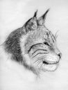 Lynx portrait - sketch Royalty Free Stock Photo