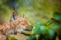 Lynx portrait sleeping in nature