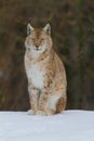 Lynx Portrait Royalty Free Stock Photo