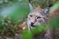 Lynx Royalty Free Stock Photo