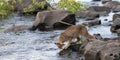 Lynx Preparing to Cross a River Royalty Free Stock Photo