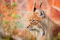 Lynx profile portrait on red background Royalty Free Stock Photo