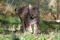 A lynx in the protected fauna of Civitella Alfedena