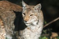 Lynx