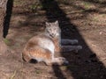 Lynx is relaxing in the sun Royalty Free Stock Photo