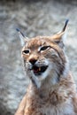 Lynx rufus at grey backgroung Royalty Free Stock Photo