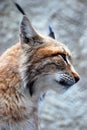 Lynx rufus profile portrait Royalty Free Stock Photo