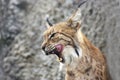 Lynx rufus profile portrait Royalty Free Stock Photo