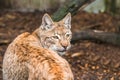 Lynx, a a short tail wild cat with characteristic tufts Royalty Free Stock Photo