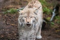 Lynx, a a short tail wild cat with characteristic tufts Royalty Free Stock Photo