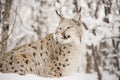 Lynx snarling