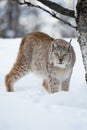 Lynx sneaking in the forest Royalty Free Stock Photo