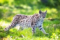 Lynx sneaking in the green grass Royalty Free Stock Photo