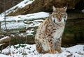 Lynx in the snow