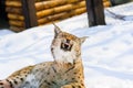 lynx on the  snow. Winter picture Royalty Free Stock Photo