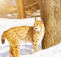 lynx on the snow. Winter Royalty Free Stock Photo