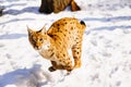 lynx jumping on the snow Royalty Free Stock Photo