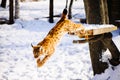 lynx jumping on the snow Royalty Free Stock Photo