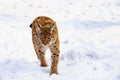 lynx on the snow. Winter Royalty Free Stock Photo