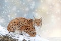 Lynx in a snow on Christmas background