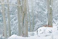 Lynx in snow forest. Eurasian Lynx in winter. Wildlife scene from Czech nature. Snowy cat in nature habitat. Mother with young, wi Royalty Free Stock Photo