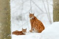 Lynx in snow forest. Eurasian Lynx in winter. Wildlife scene from Czech nature. Snowy cat in nature habitat. Mother with young, wi Royalty Free Stock Photo