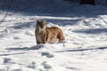 Lynx snow I