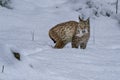 Lynx in the snow portrait catching a mouse