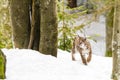 Lynx in the snow