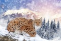 Lynx in a snow on winter background