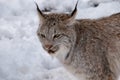 A lynx in the snow during Winter