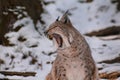 Lynx in snowy winter landscape, lynx enclosure near Rabenklippe, Bad Harzburg, Germany