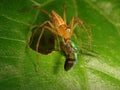 Lynx Spider Eating a Small Iridescent Green Fly