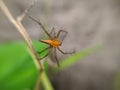 Lynx spider is a family of araneomorph spiders first described by Tamerlan Thorell in 1870. Most species make little use of webs,