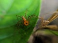 Lynx spider is a family of araneomorph spiders first described by Tamerlan Thorell in 1870. Most species make little use of webs,