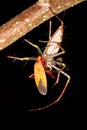 Lynx Spider feeding