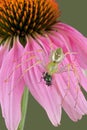 Lynx spider with fly on flower 2 Royalty Free Stock Photo