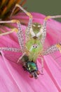 Lynx spider with fly on flower Royalty Free Stock Photo